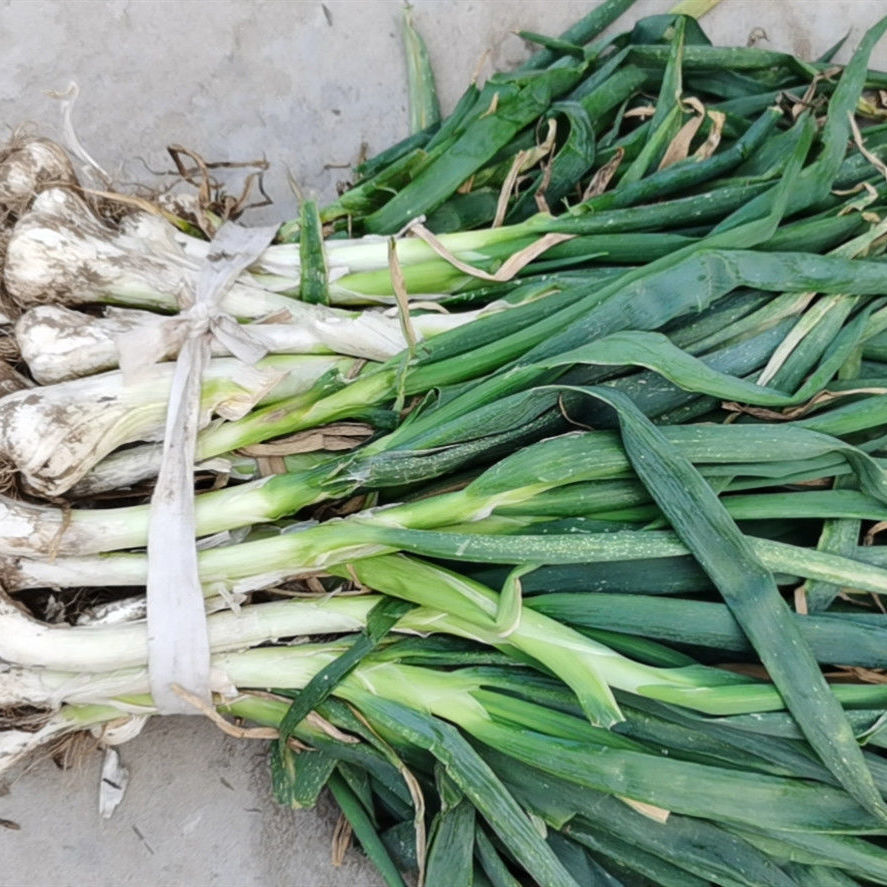 鸡腿葱新鲜大头葱农家自种鸡腿葱蔬菜冬储大葱5斤带叶鸡腿葱5斤
