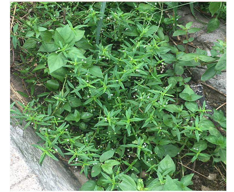 赤卉天然野生白花蛇舌草百花蛇舌草白花舌蛇草干中药材500g另售半枝莲