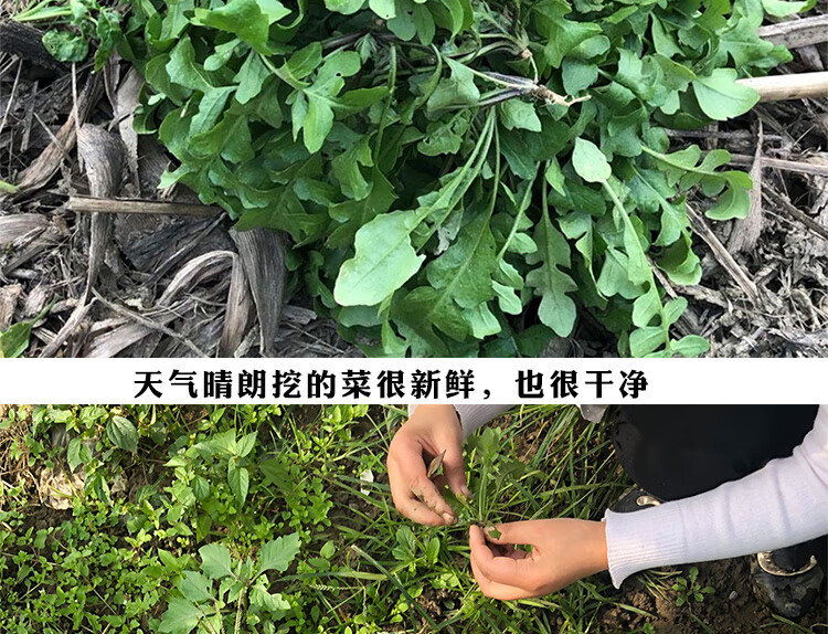 順豐配送野生薺菜新鮮薺薺菜地丁菜北方當季野菜整顆速凍薺菜1000g