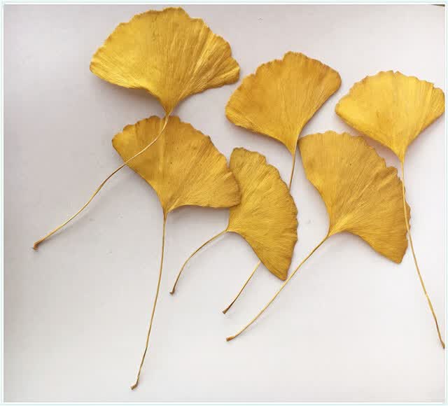银杏叶花束黄色子落叶枯叶植物标本干花材包手工押花压花教学摄影 一