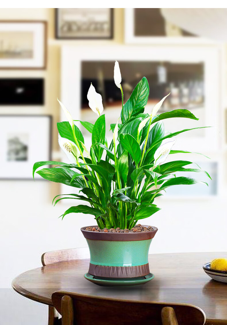 白掌盆栽植物室内客厅办公桌花卉白掌苗绿植好养t10 白掌 小清新小鹿