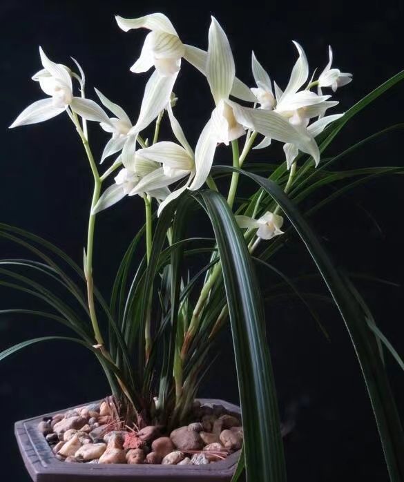 基地直发云南兰花优雅素净大雪素 小雪素精品兰花莲瓣兰净化空气 大雪