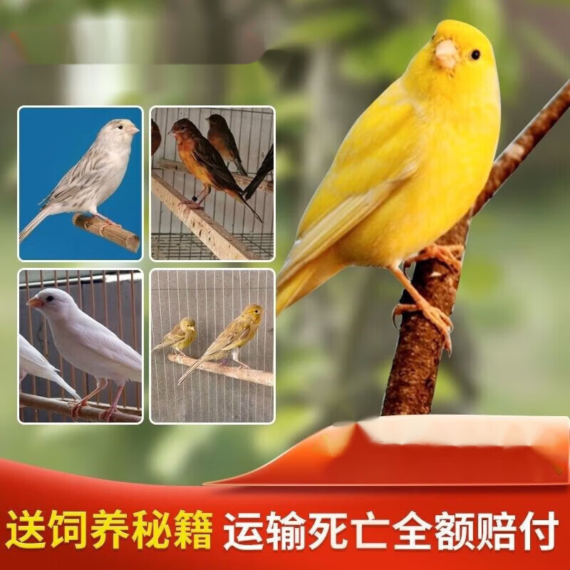 荣郁活体宠物鸣鸟活体玉鸟活体观赏鸟雏鸟繁殖鸟辣椒红 大红袍成年鸟