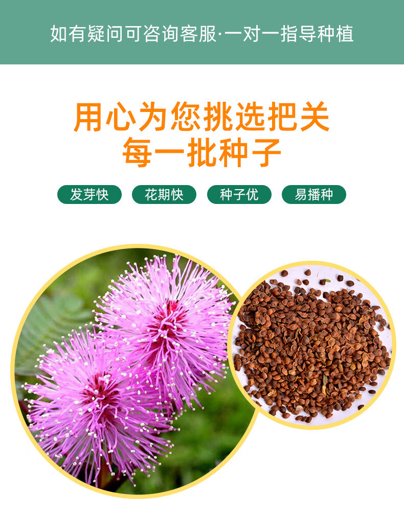南非万寿菊种子基地批发多年生阳台庭院盆栽植物绿化工程花卉种子 优