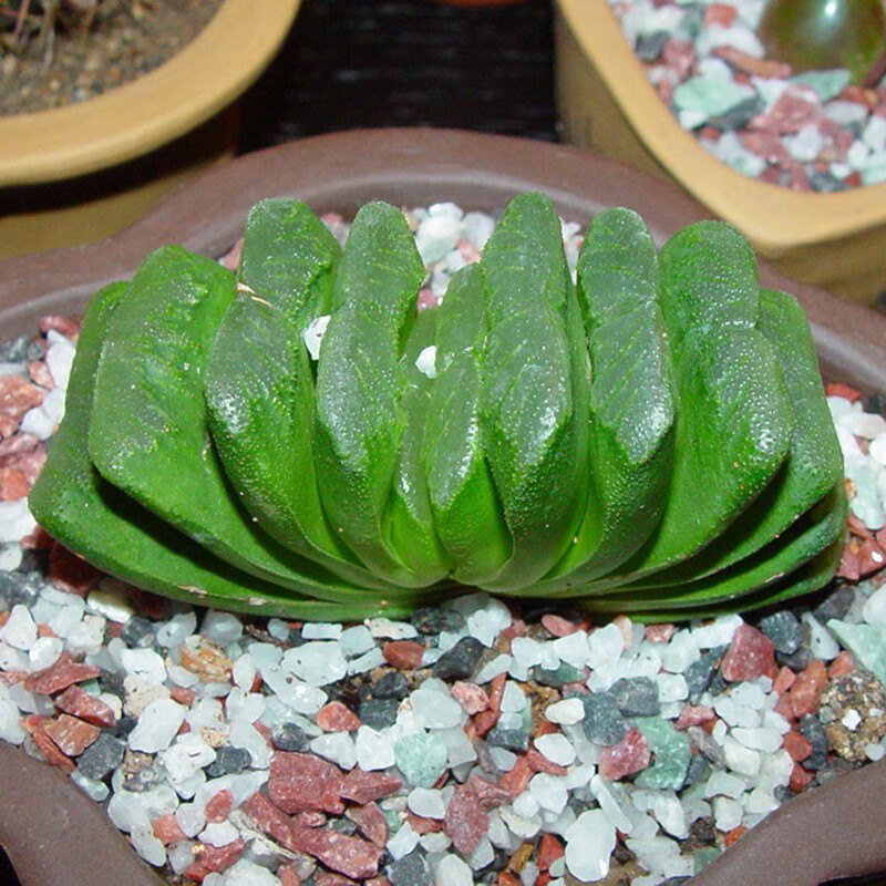 多肉植物玉扇新款稀有贵货办公室室内萌肉肉组合盆栽绿植园艺花卉