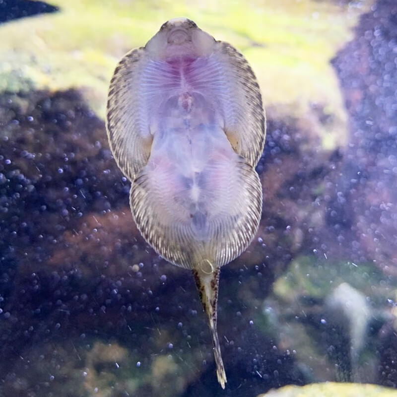 kjhgf冷水清道夫琵琶鳅双吸盘贵州爬岩鳅除藻吃垃圾鱼缸清洁工具观赏