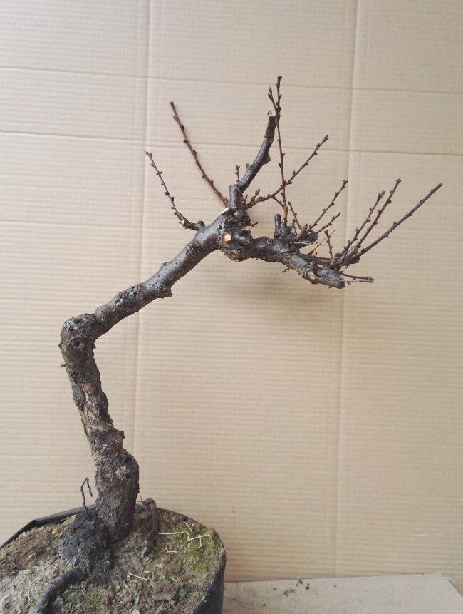 龙游梅游龙梅花盆景红梅花盆栽树桩老桩腊梅耐寒冬季开花植物 28年