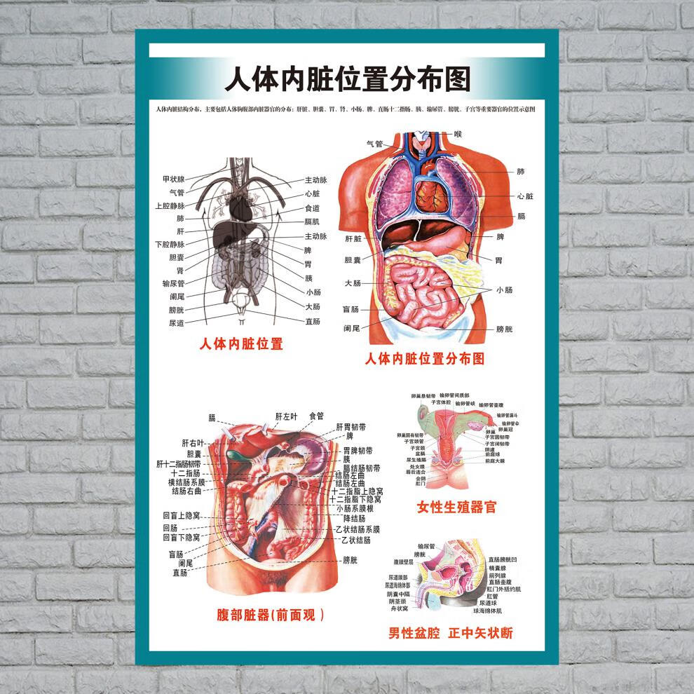 身体的器官图及名称图片