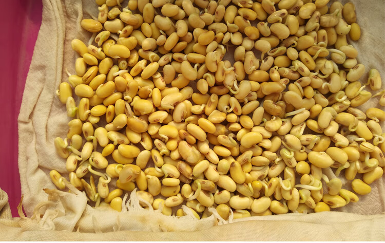 黄豆种子农家春季夏季播种黄豆种籽菏豆33菜种籽豆种孑 【菏豆33黄豆