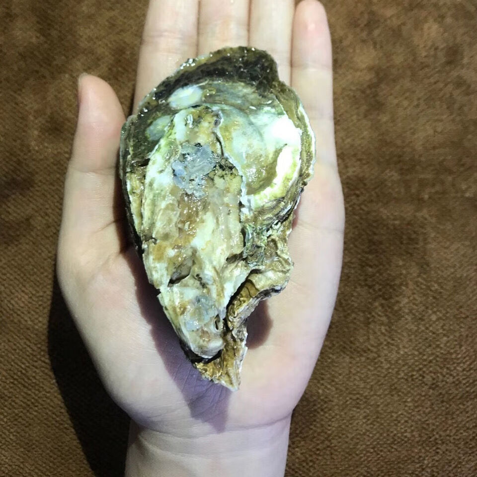 顺丰湛江生蚝鲜活官渡蚝原产地直发新鲜生蚝带壳特大海鲜水产贝类 10