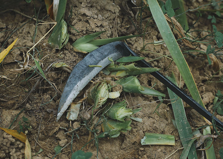 割韭菜专用手工小镰刀农用除草工具锰钢镰刀割草刀柴刀农具玉米收割草