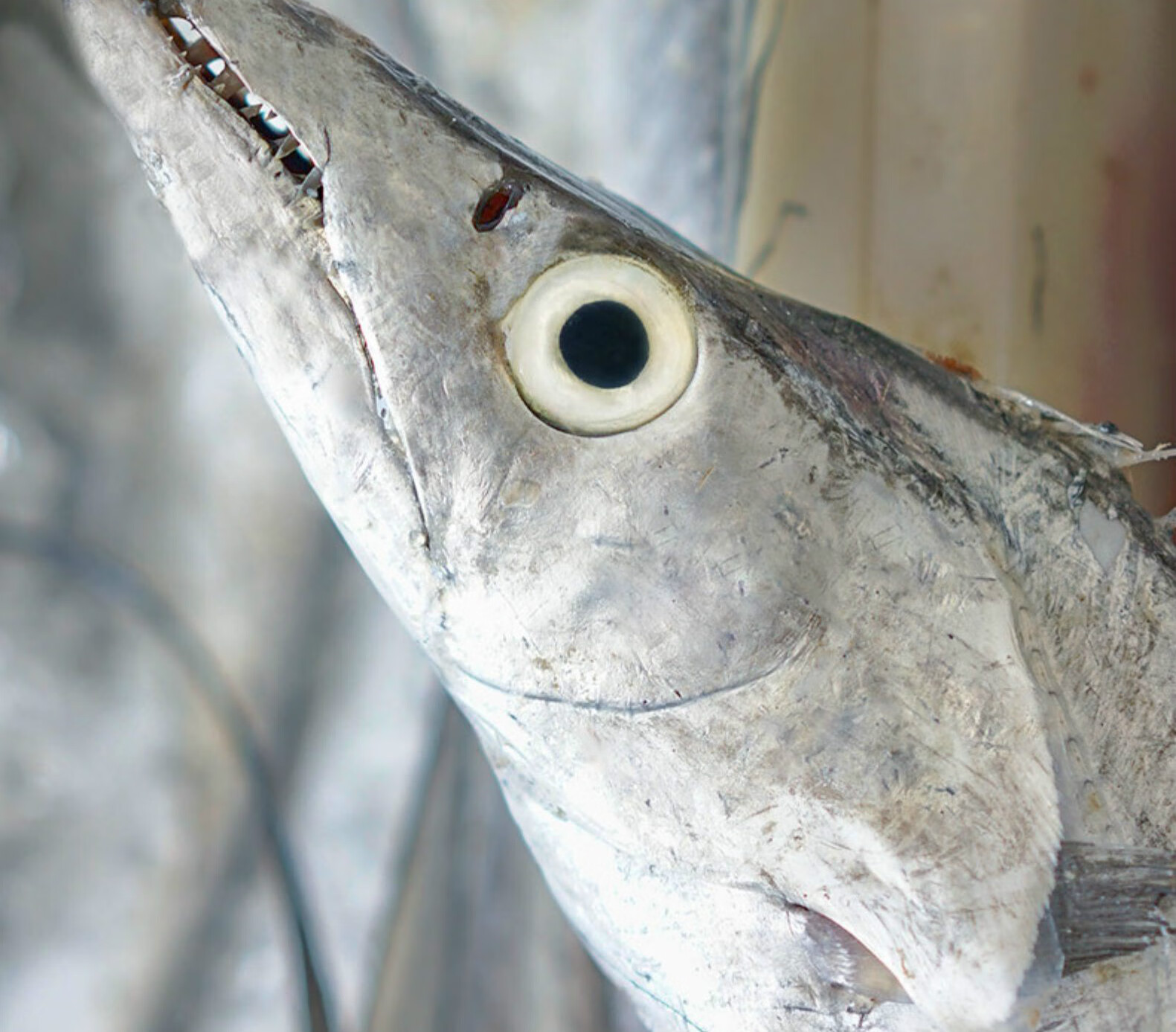 带鱼整条舟山带鱼小眼整条整箱东海刀鱼特级大海鲜特产鲜活新鲜水产油