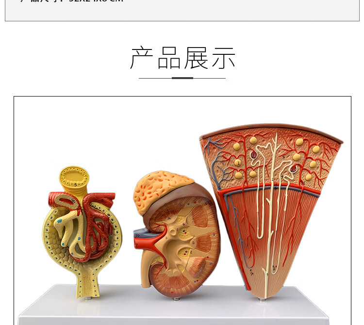 肾小球模型三部件【图片 价格 品牌 报价】-京东