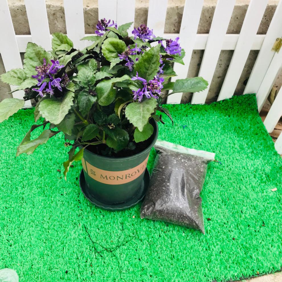 园艺 特丽莎薰衣草吸毒草香茶菜普法国薰衣草莫奈香草盆栽植物带花