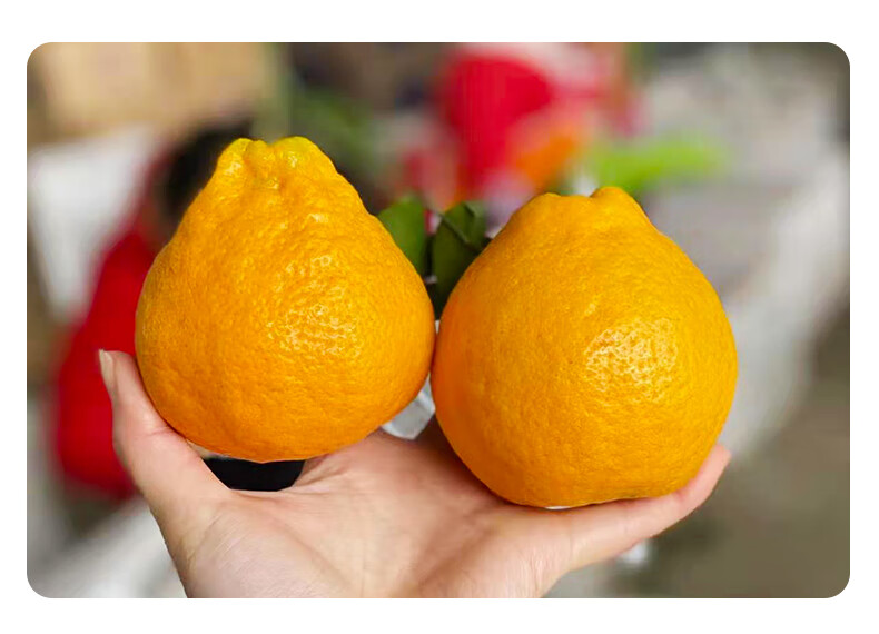 正宗四川春见耙耙柑新鲜当季水果丑橘粑粑柑水果年货礼盒 精选10斤