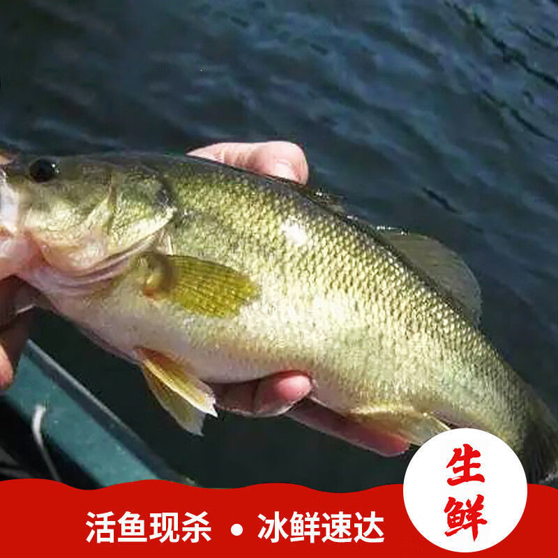 青櫻紅荔鱸魚新鮮淡水速凍海鮮水產二條整魚