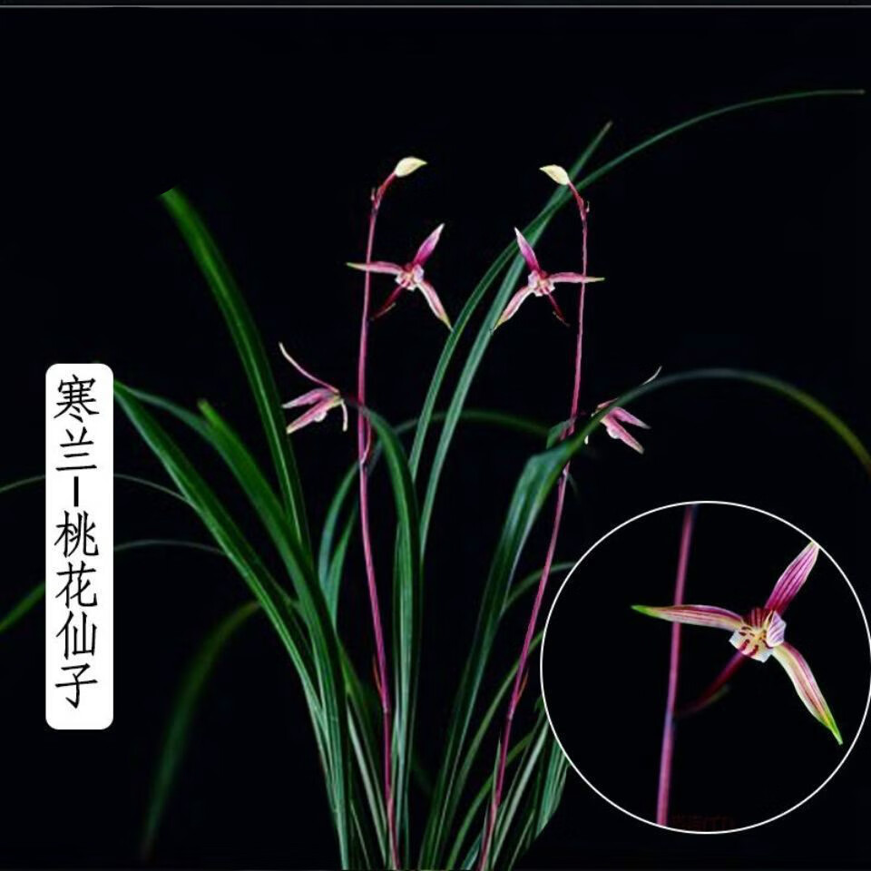 迈界迈界 寒兰 金镶玉 叶姿优美 秋冬开花 清香型d5 寒兰 桃花仙子 3