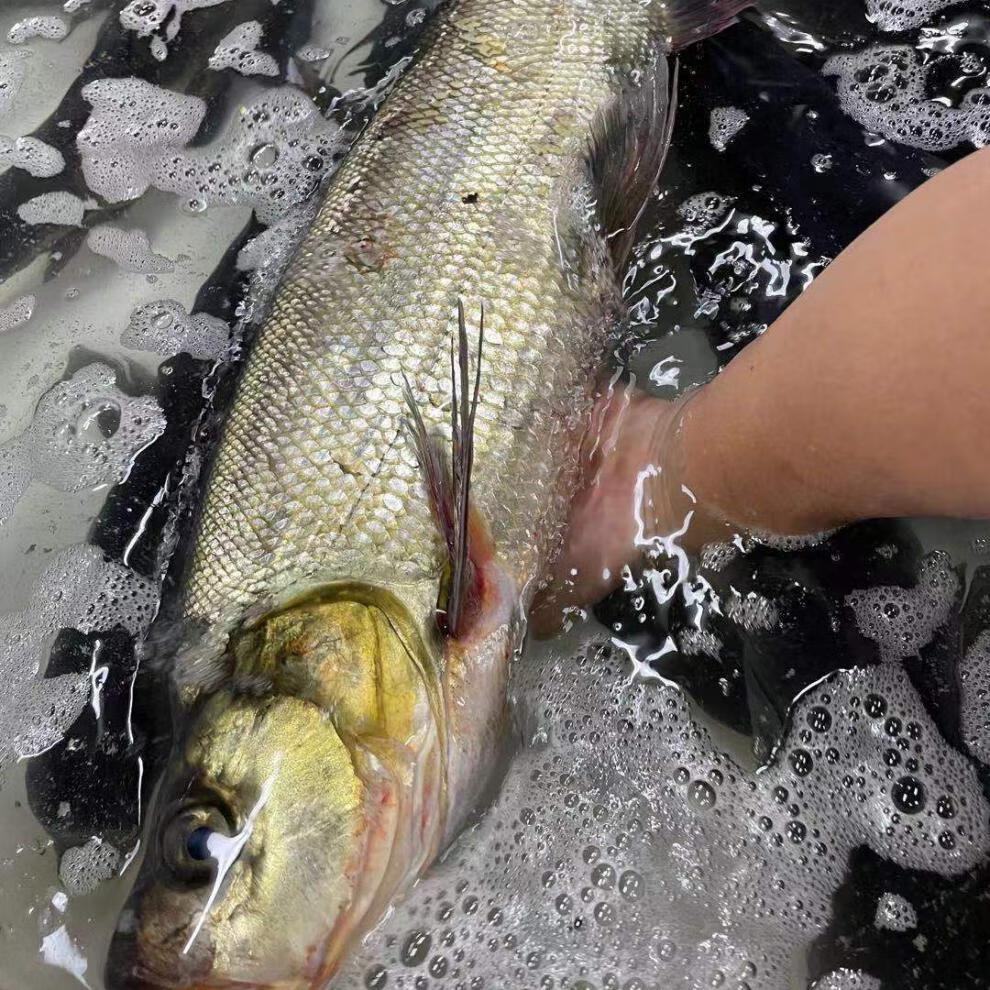 流连湾 千岛湖翘嘴鱼 鲜活大翘刁翘鱼 大白刁 鲜活新鲜淡水鱼噘嘴净膛