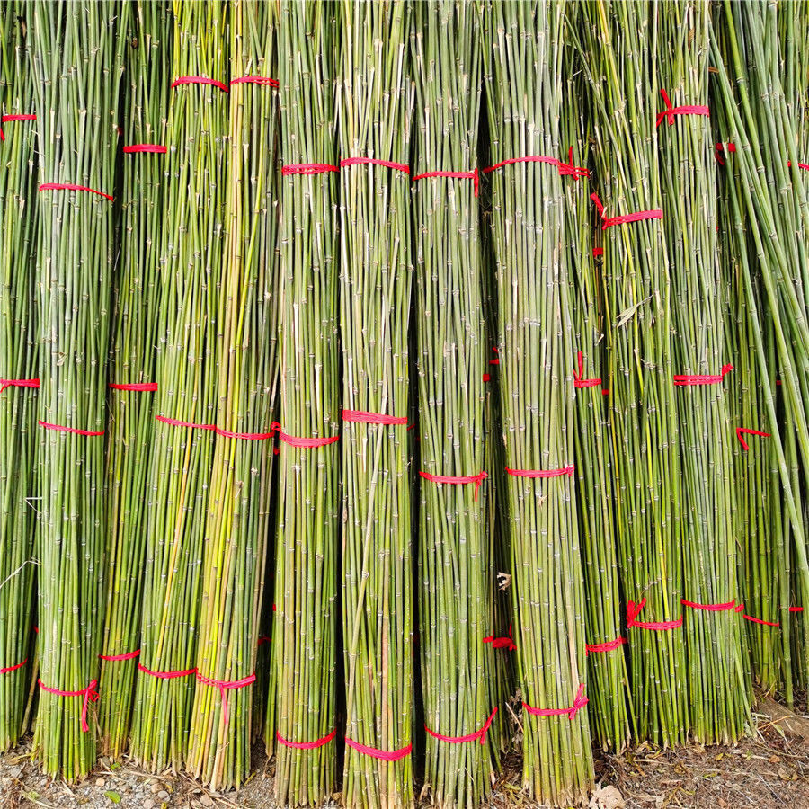 竹竿子搭架菜园竹片竹竿杆细竹条豆角黄瓜西红柿瓜果蔬菜爬藤架彩113