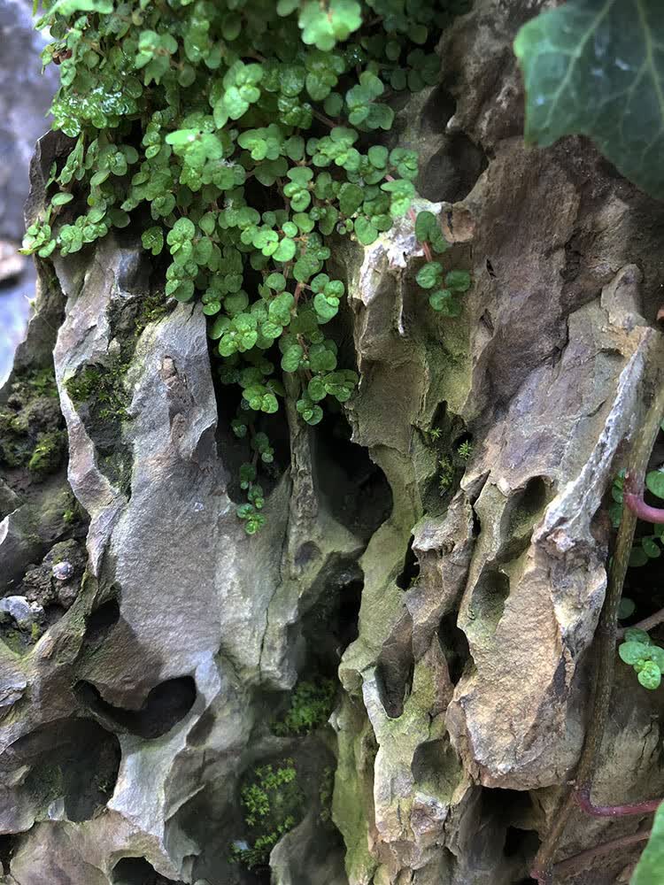假山草珍珠草婴儿泪上水石种子玲珑冷水花雨淋附生苔藓造景陆生植 绿