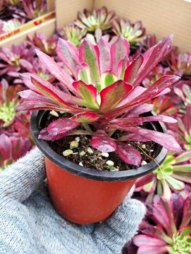 多肉植物法师红覆轮四季盆栽绿植办公室阳台组合盆栽植物花卉 百合