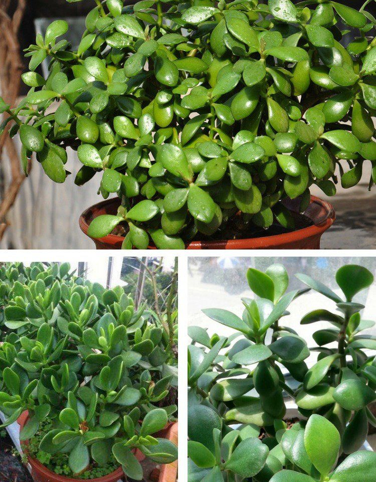 玉树买室内辐射净化空气植物花卉玉树盆栽大型老桩燕子掌多肉 精品