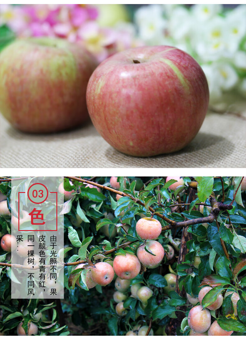 酥姿 烟台小国光苹果 新鲜水果苹果 5斤酸甜苹果 老品种苹果古树 10斤