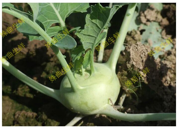 苤蓝新鲜大头菜蔬菜茄莲芥菜头现摘现发5斤