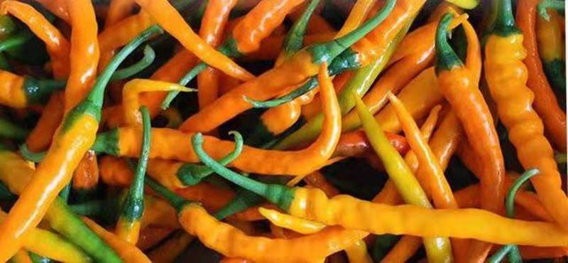 湖南黄贡椒剁辣椒衡东三樟剁椒辣椒酱农家自制双色鱼头剁椒调料黄贡椒