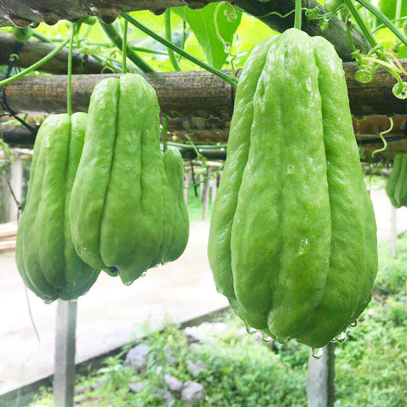 贵州新鲜佛手瓜高原农家自种蔬菜洋瓜捧瓜丰收窝瓜寿瓜3斤5斤五斤佛手