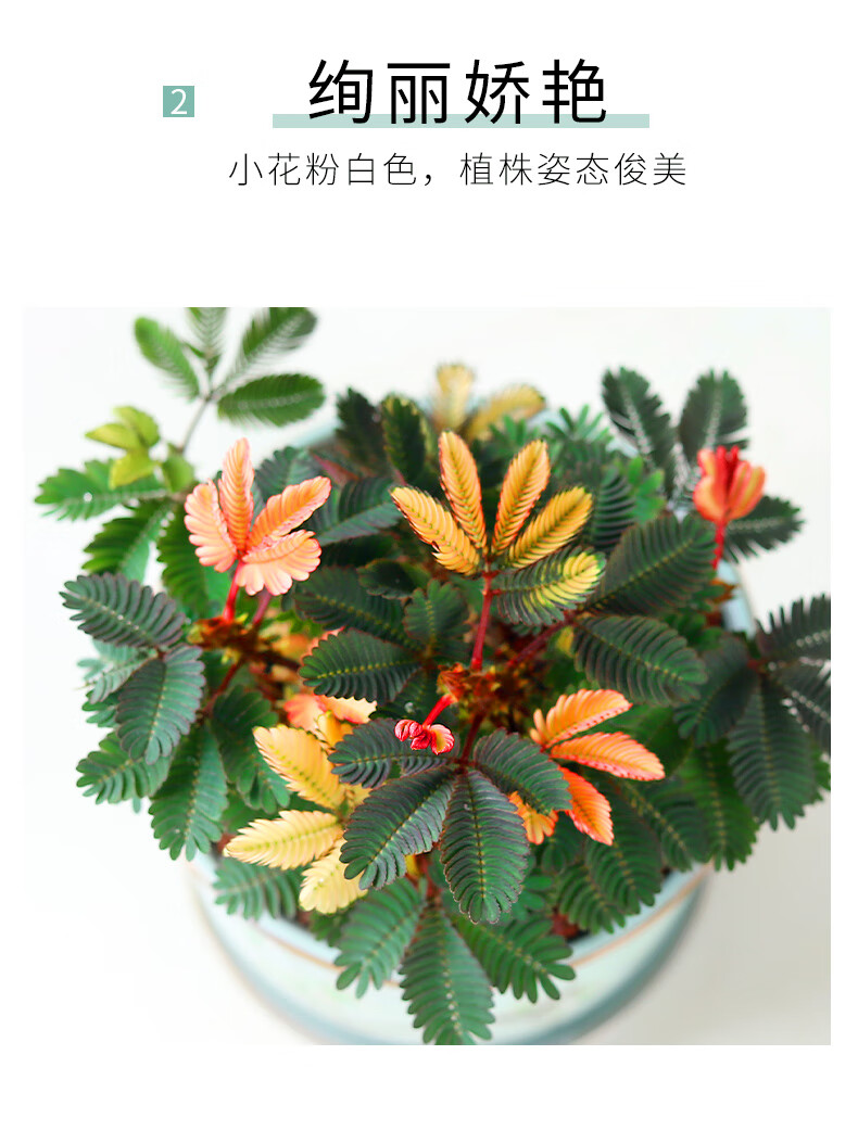 彩虹含羞草盆栽趣味植物阳台室内教室小绿植好养活五彩花卉害羞草彩虹