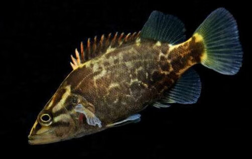 族萃观赏鱼白头鳜鱼活体鱼苗原生淡水冷水鱼鳜鱼翘嘴鳜鱼桂花鱼桂鱼苗