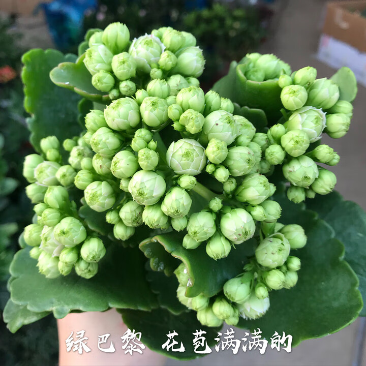 沭之美长寿花巴黎系列绿巴黎盆栽丹麦重瓣大花品种粉红色粉佳人不含盆