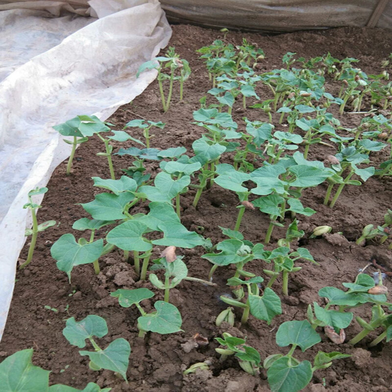 园艺 四季豆苗 扁豆苗 眉豆苗 红色扁豆角苗 眉豆苗10颗 不含盆