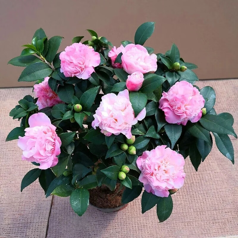 花友香妃山茶花盆栽带花苞发货庭院室外茶花树苗五色赤丹大花四季开花