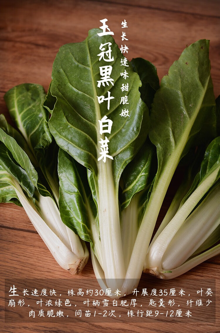 北蔬 油菜种子早熟高产耐寒菜籽黑油白菜蔬菜 皱叶黑油冬种子 15g装