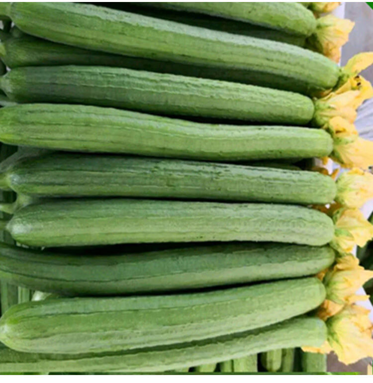丝瓜新鲜批发山东寿光批发农家自种无公害孕妇时令青蔬菜 5斤新鲜丝瓜