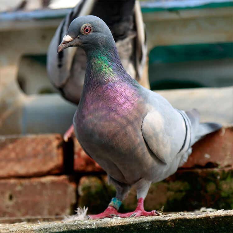 三年老鸽子沂蒙山农家散养土鸽老鸽子乳鸽杂粮喂养新