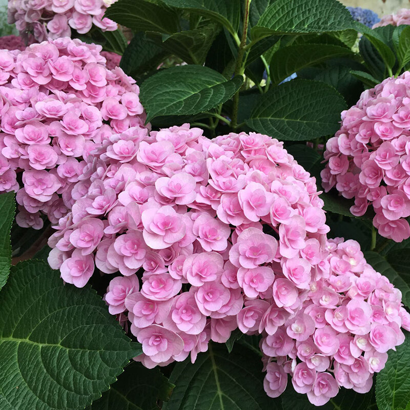 老桩多年生花卉植物室内阳台庭院八仙绣球盆栽别墅z1 19红颜16年老桩