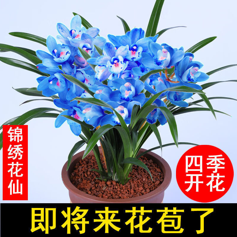 兰花蓝宝石浓香型建兰奇花春兰蕙兰绿植墨兰盆栽春剑花期超长富贵牡丹