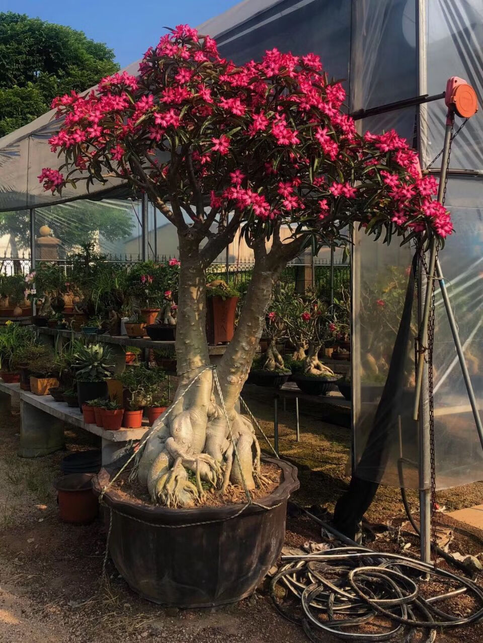 重瓣不断好养多色阳台花卉多肉老桩盆景新品z1五年苗沙漠玫瑰不含盆