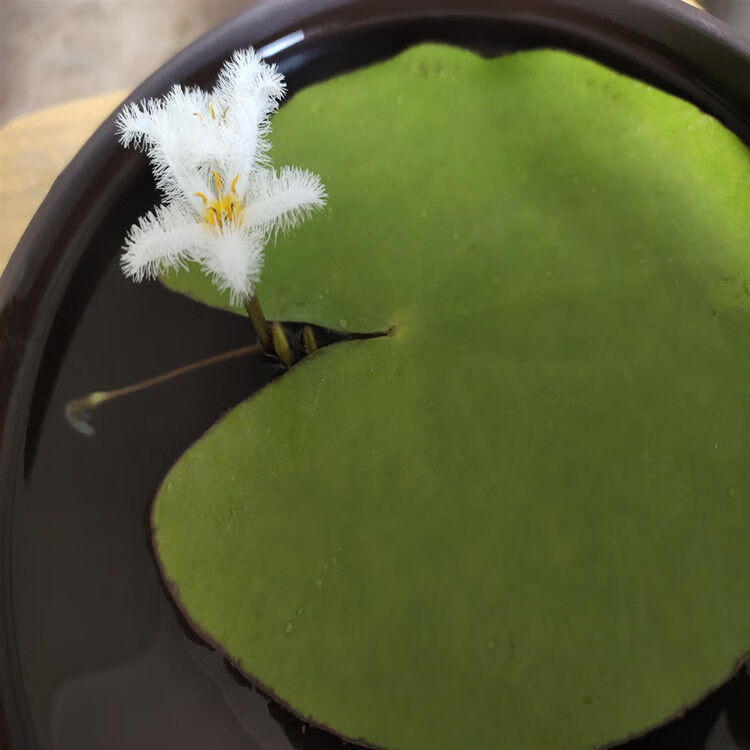 一葉蓮水培水生植物盆栽水草花卉室內魚缸四季浮水綠植非睡蓮碗蓮