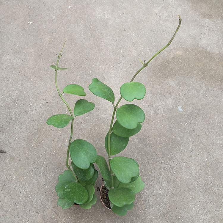 多肉植物心叶球兰四季室内盆栽 初石 一片心锦 红宝石 盆土【图片