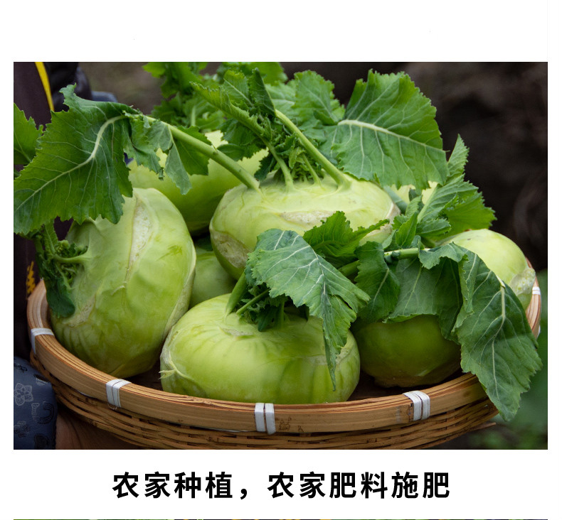 新鲜苤蓝脆嫩疙瘩大芥菜鲜疙瘩菜土苤茄莲芥蓝大头菜蔬菜 5斤