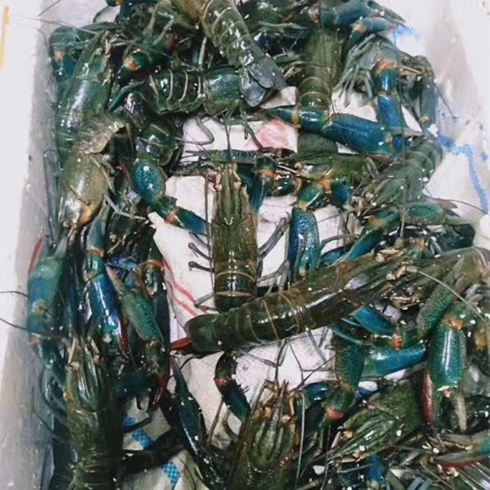 澳洲淡水小龙虾繁殖组鱼缸外塘养殖虾活体宠物观赏虾鳌虾基地直发1012