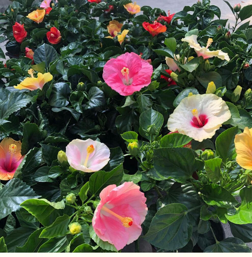 大花重瓣扶桑花盆栽带花苞木槿花苗室外阳台耐热四季花卉观花植物