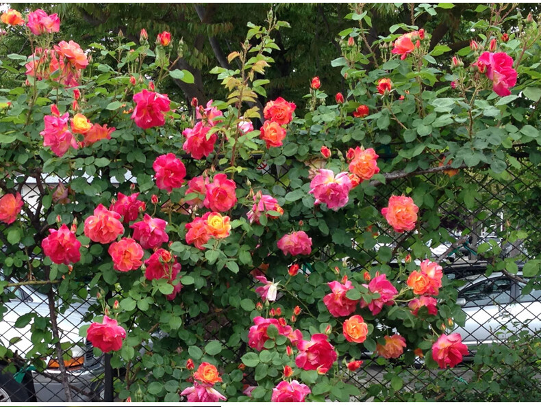 花卉植物室内庭院开花不断大花蔷薇花苗阳台月季花苗 藤彩虹特大苗