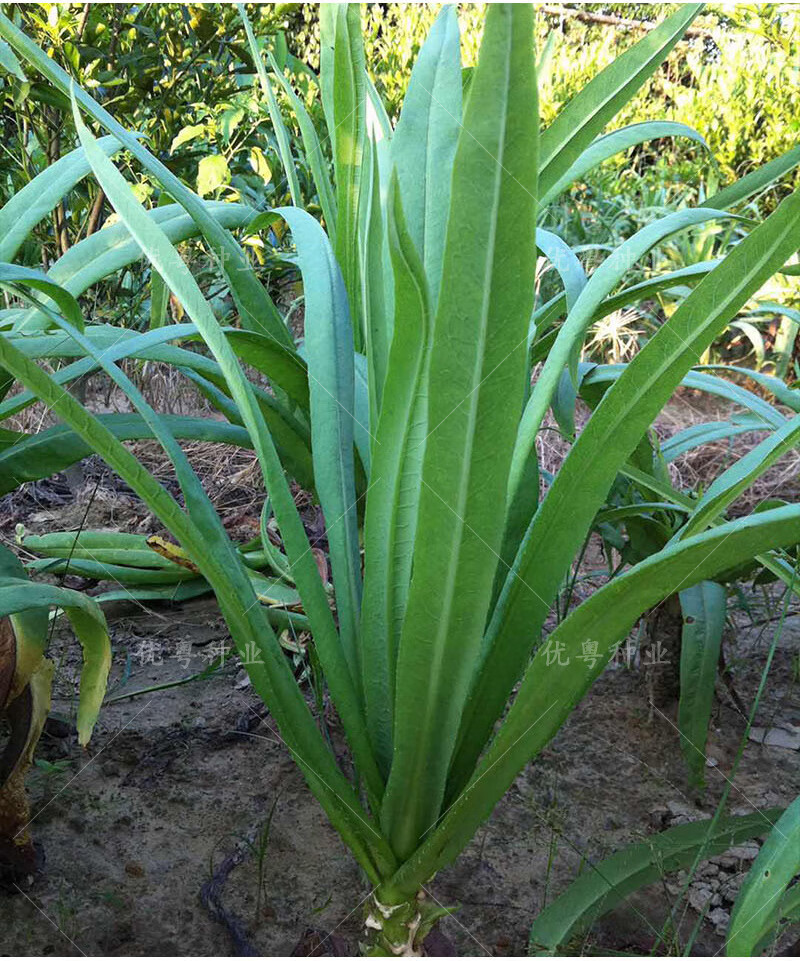 麦菜八甲唛种籽多枝花芽苦麻菜蔬菜种孑正宗高州唛10克散装可多次采摘