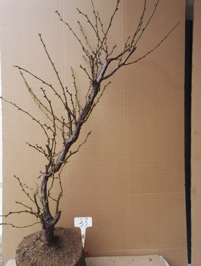 龙游梅游龙梅花盆景红梅花盆栽树桩老桩腊梅耐寒冬季开花植物 28年