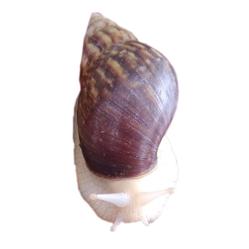 白玉蜗牛活体宠物蜗牛巨型明珠特大蜗牛宿舍小蜗牛观赏幼儿园家养蜗牛